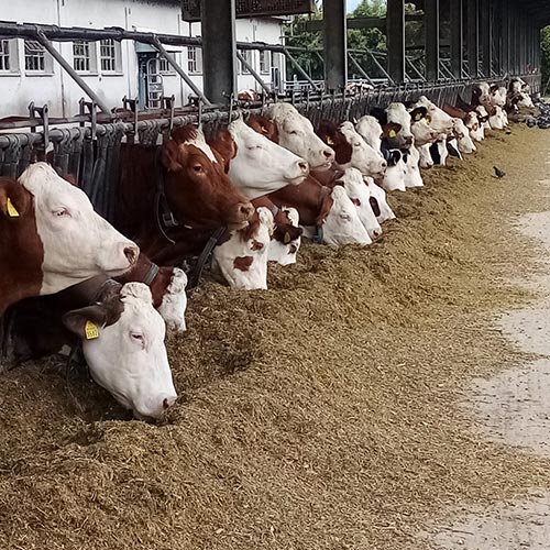 Produzione latte e cereali