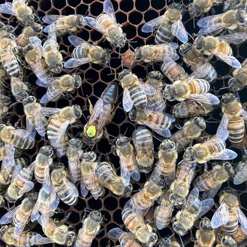 Produzione miele e piante officinali