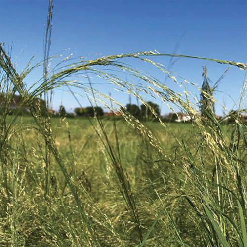 Sperimentazione del Teff
